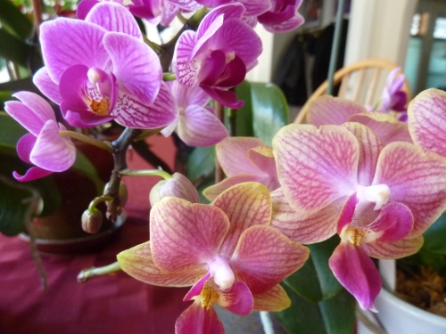 2016-orchids2